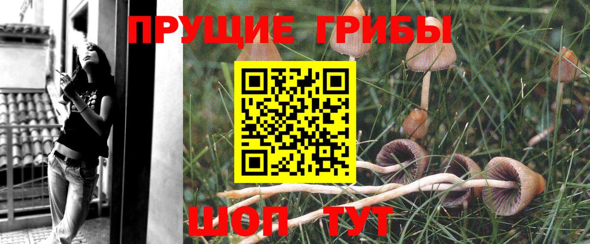 Северск  Псилоцибиновые грибы Magic Shrooms  купить наркоту  Вход с VPN 