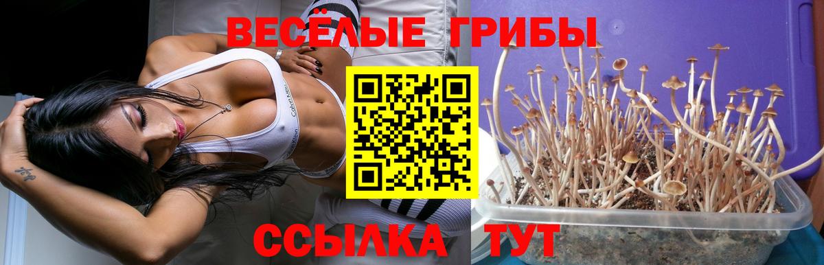 Галлюциногенные грибы GOLDEN TEACHER Северск